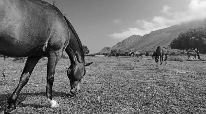 Comunicazione naturale con il cavallo