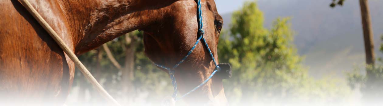 HappyStable