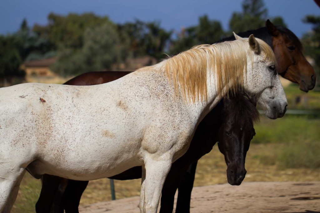 visualya-happystable-0316
