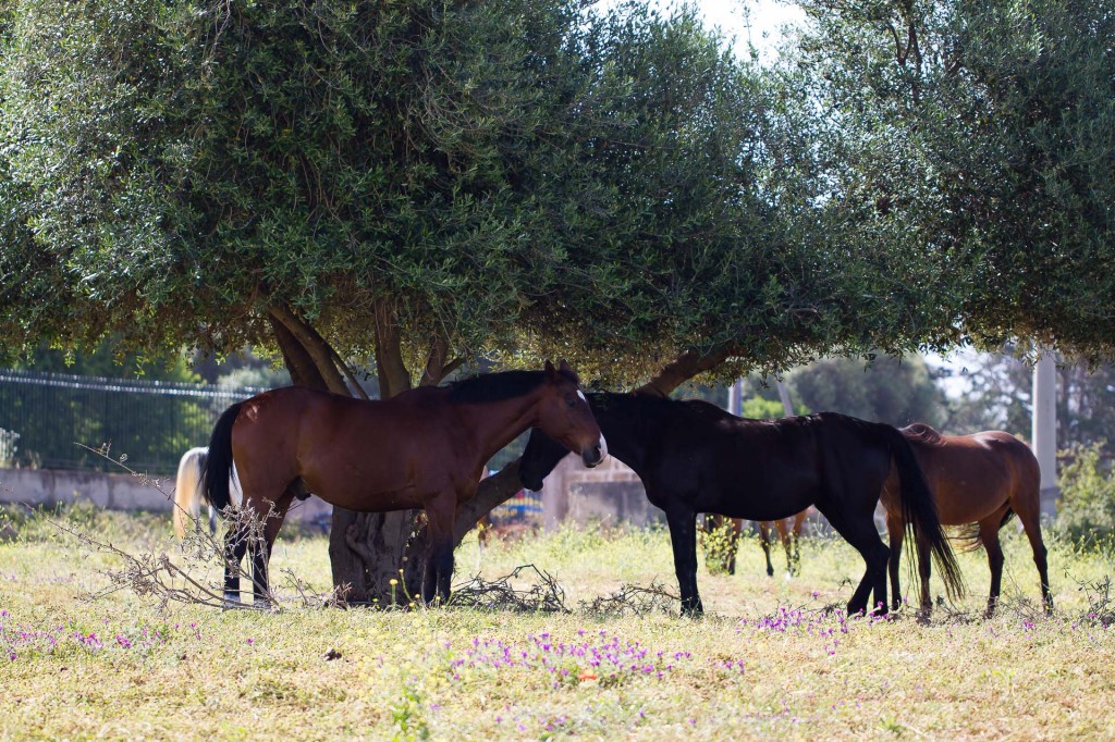 visualya-happystable-0342