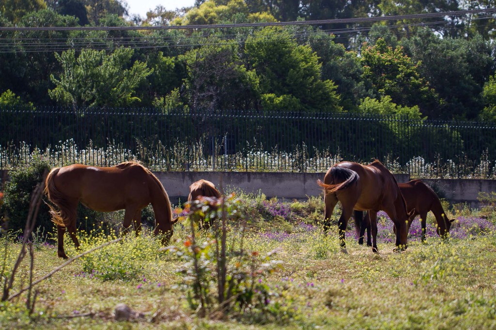visualya-happystable-0345