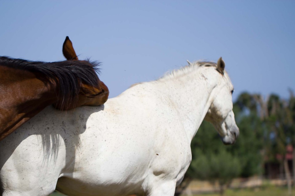 visualya-happystable-0389