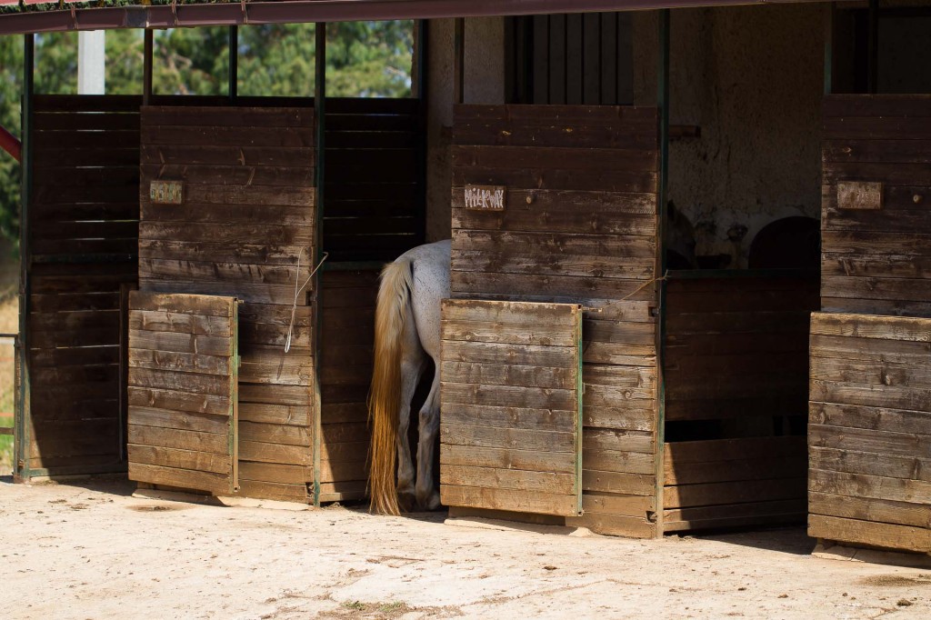 visualya-happystable-0412