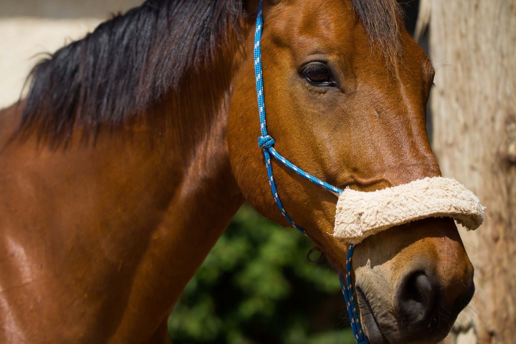 visualya-happystable-0423