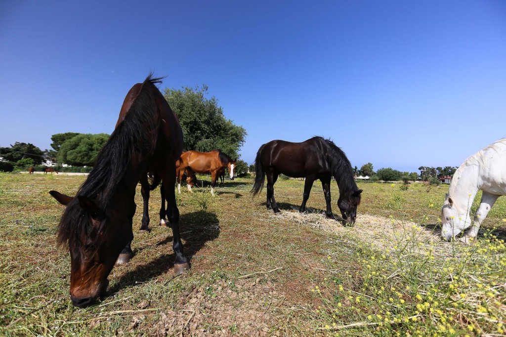 visualya-happystable-1791