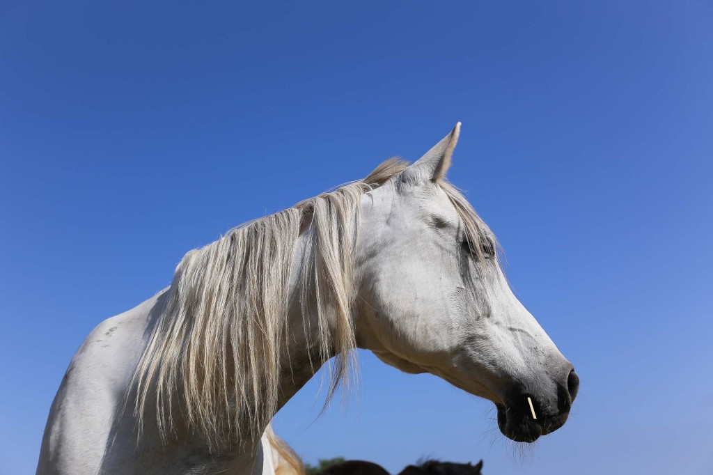 visualya-happystable-1795