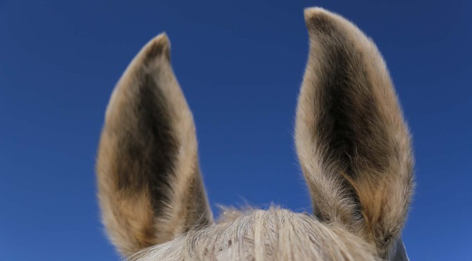 Dichiarazione Universale dei Diritti dell’Animale