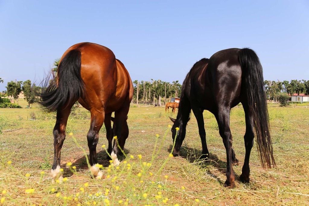 visualya-happystable-1824