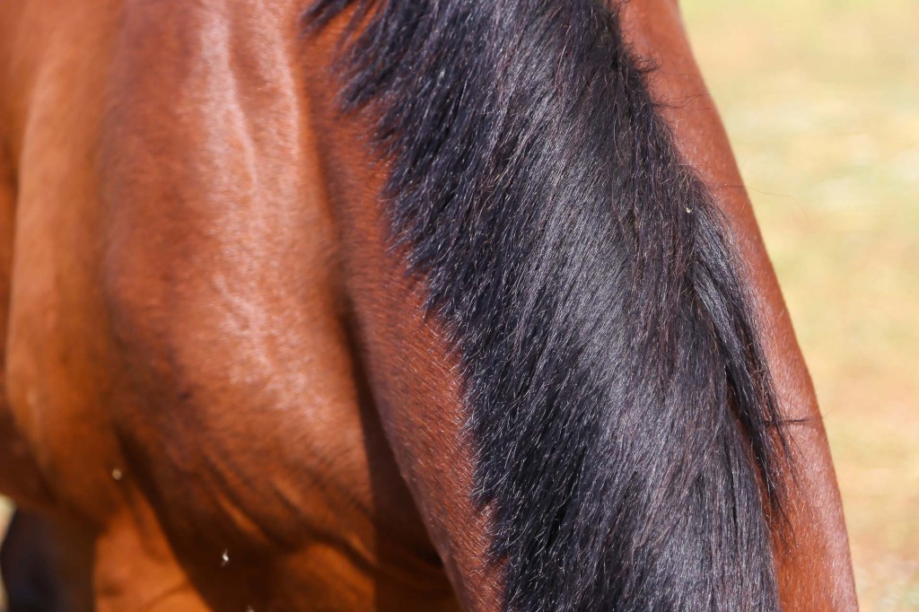 visualya-happystable-1853