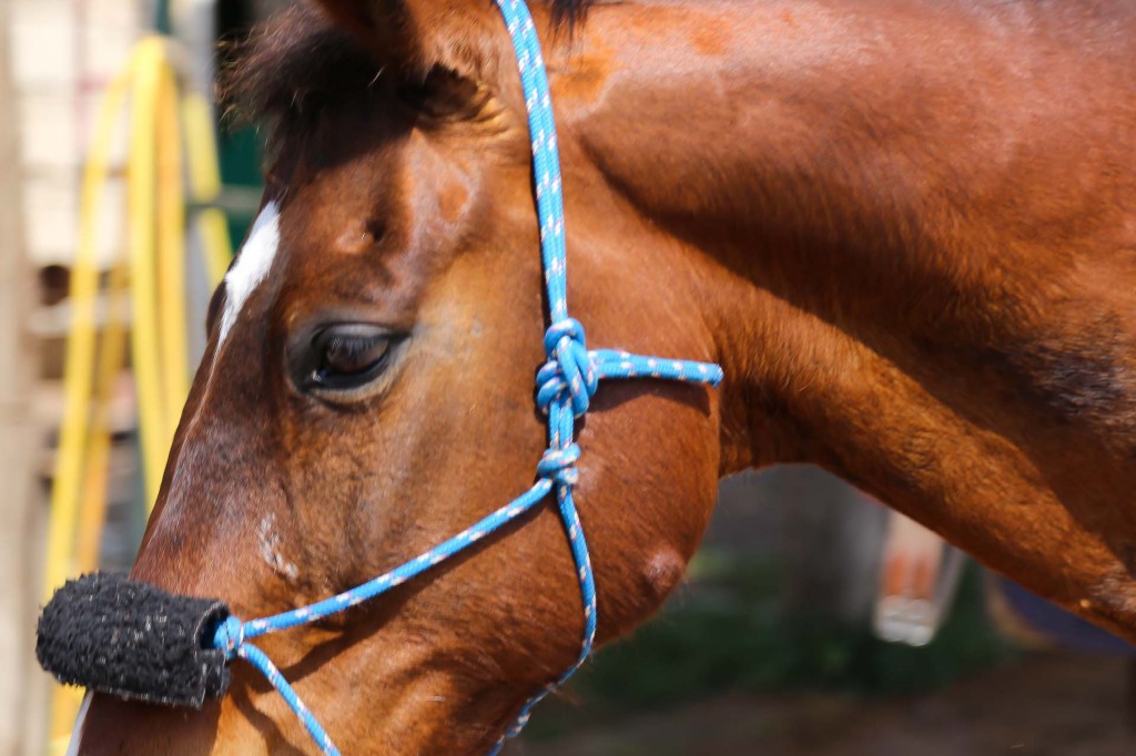 visualya-happystable-1963