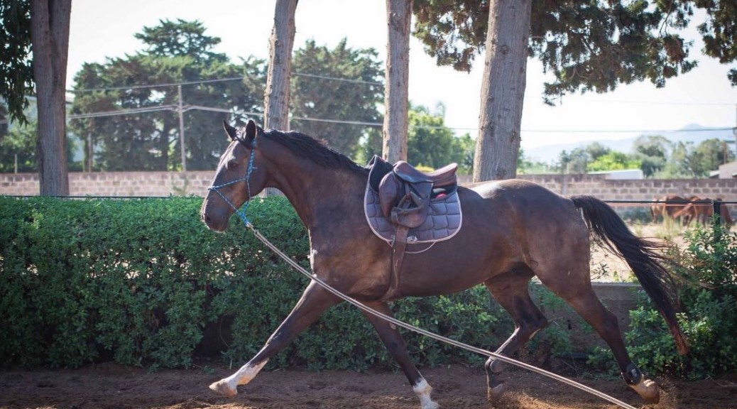 horsein-lavoro